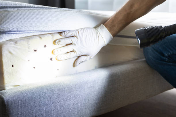 Best Bed Bug Extermination  in Feasterville, PA